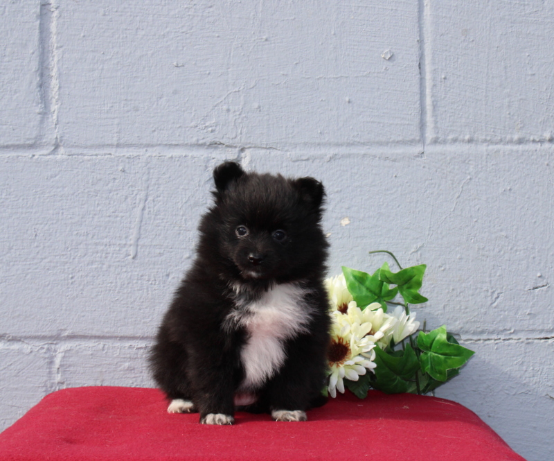 Matthew B. Stoltzfus